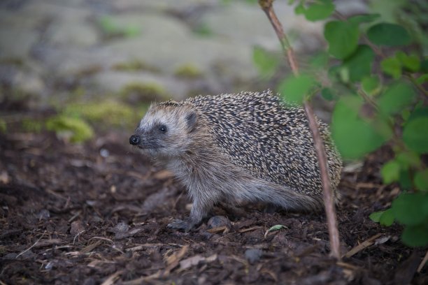 刺猬特写照片，前景有模糊的植物。图片下载