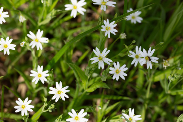 白色的森林花朵，细腻的鸡眼草（Stellaria holostea）或真正的星星草（Echte Sternmiere）。花卉背景。自然背景上的白色花朵。特写，微距照片。图片下载