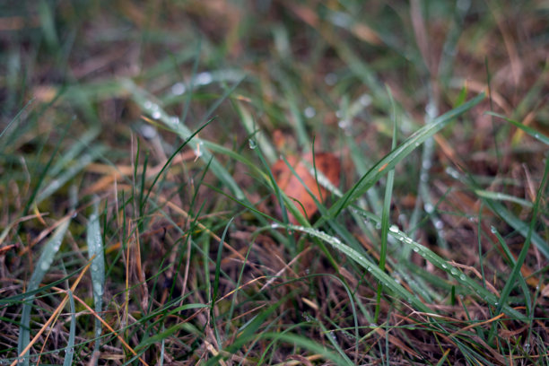 露珠覆盖的草地特写照片，展现自然纹理和色彩，营造出宁静的氛围，适合自然爱好者和摄影爱好者。图片下载
