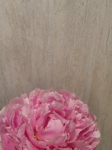 特写照片，盛开的粉色牡丹花。图片下载