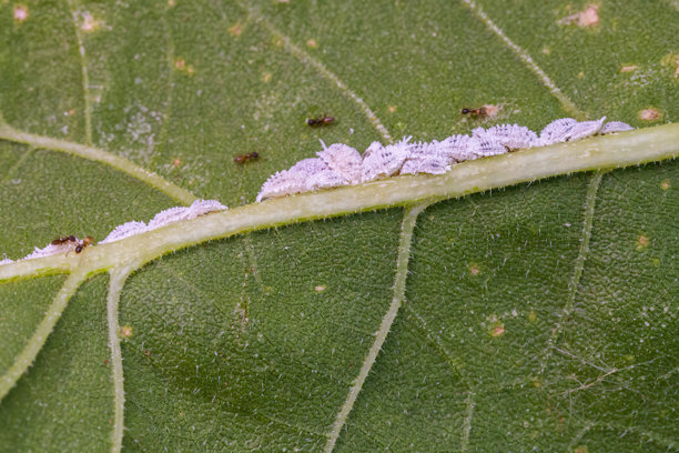 蜜汁虫，柑橘粉蚧，兰花上的危险害虫。热带有害昆虫的特写照片。图片下载