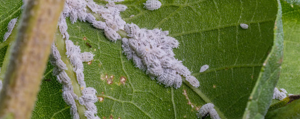 蜜露虫，柑橘粉蚧，兰花上的危险害虫。热带有害昆虫的微距照片图片下载