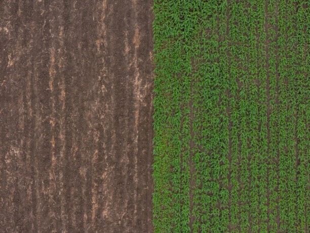 春天的乡村不同农业田地的鸟瞰图。无人机拍摄的玉米田俯视图。绿色玉米秆和花穗的玉米田，无人机拍摄的玉米植物上方的照片。图片下载