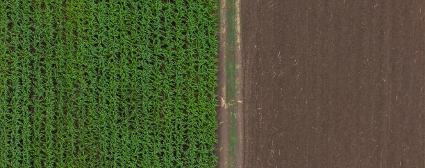 春天的乡村不同农业田地的鸟瞰图。无人机拍摄的玉米田俯视图。绿色玉米秆和花穗的玉米田，无人机拍摄的玉米植物上方的照片。图片下载