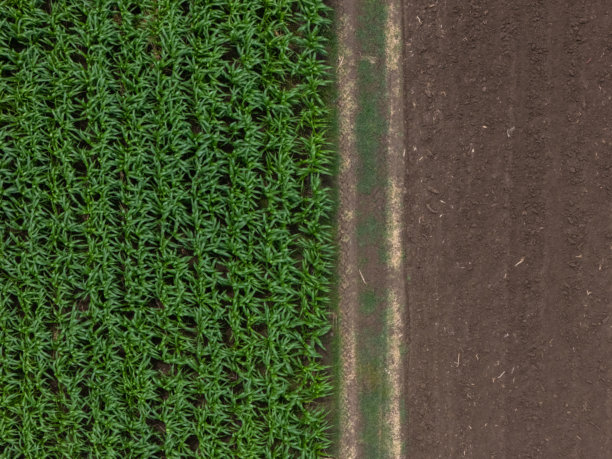 春天的乡村不同农业田地的鸟瞰图。无人机拍摄的玉米田俯视图。绿色玉米秆和花穗的玉米田，无人机拍摄的玉米植物上方的照片。图片下载