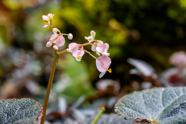春天盛开的可爱小粉色秋海棠花特写照片图片下载