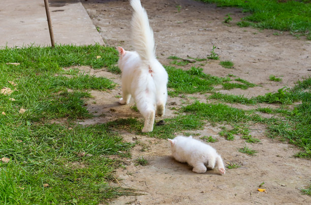 一只尾巴高高翘起的白猫在泥土小路上向前走，而一只小白猫则躺在附近。这张照片捕捉了动物生活中的日常时刻，展现了它们在自然环境中的互动。图片下载