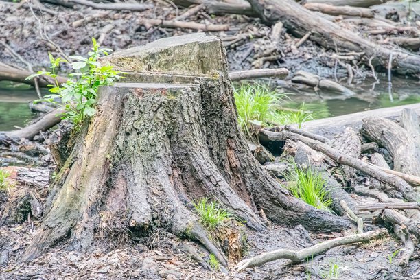 特写照片展示了一棵大型树桩，位于秋季的森林环境中。树桩呈现深棕色到黑色的树皮，根系繁多，地面覆盖着橙色和黄色的落叶。图片下载