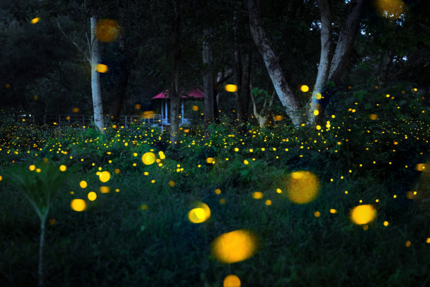 萤火虫在森林中飞舞。泰国普拉金布里夜间灌木丛中的萤火虫。长时间曝光照片。图片下载