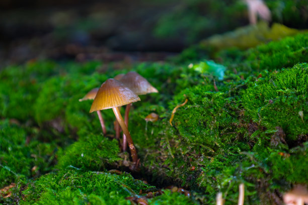 细小的蘑菇，细长的茎和棕色的帽子，从生机勃勃的绿色苔藓中冒出，形成一个超现实的森林场景。这张细致的照片突显了森林地面上生命的和谐交融。自然之美体现在最细微的细节中。图片下载
