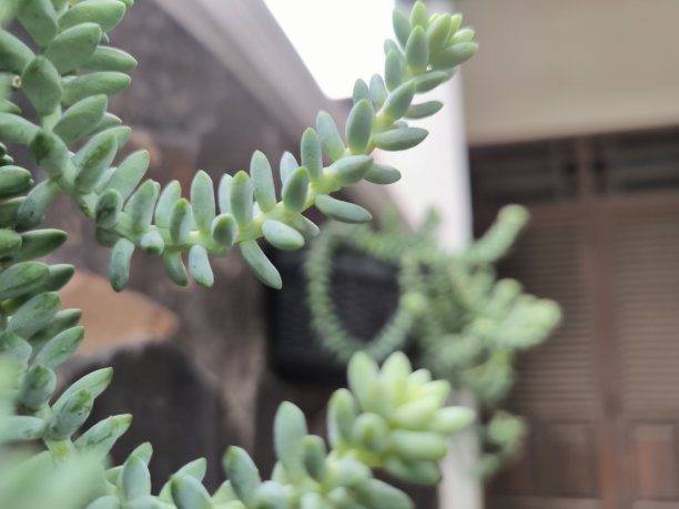 房屋墙壁上的观赏植物照片 | 户外 | 摩根石莲花图片下载