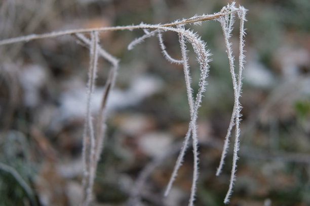 雾霭弥漫的寒冷天气中，冰冻的树枝和叶子。特写镜头展示了被雪覆盖的冰冷小枝和草，背景是冬季森林。寒冷天气下的林中植物。自然风景真实照片。图片下载