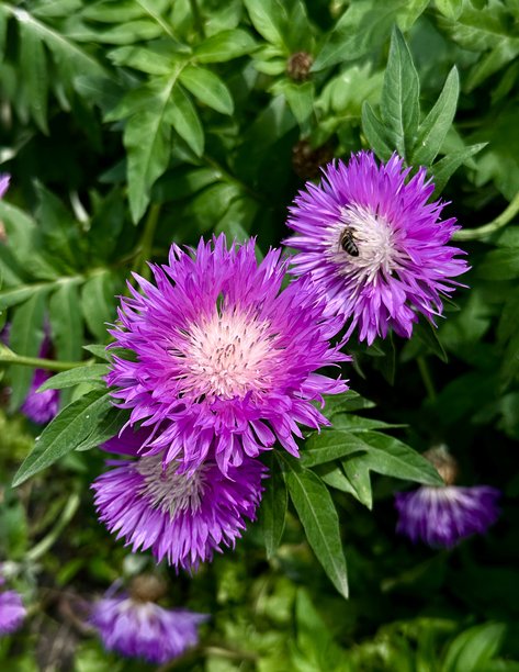 紫色矢车菊花（Psephellus dealbatus）的风景照片图片下载