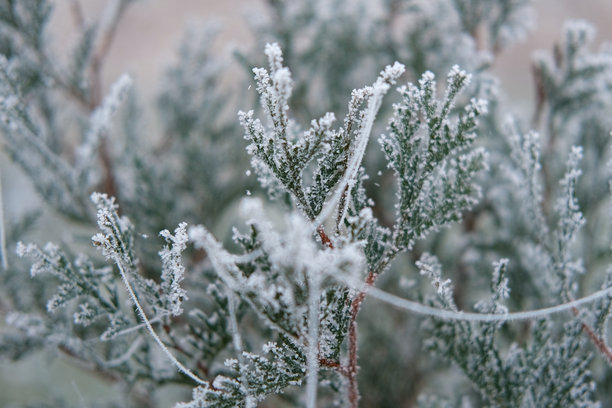 雾霭弥漫的寒冷天气中，冰冻的树枝和叶子。特写镜头展示了被雪覆盖的冰冷小枝和草，背景是冬季森林。寒冷天气下的植物自然风景真实照片。图片下载