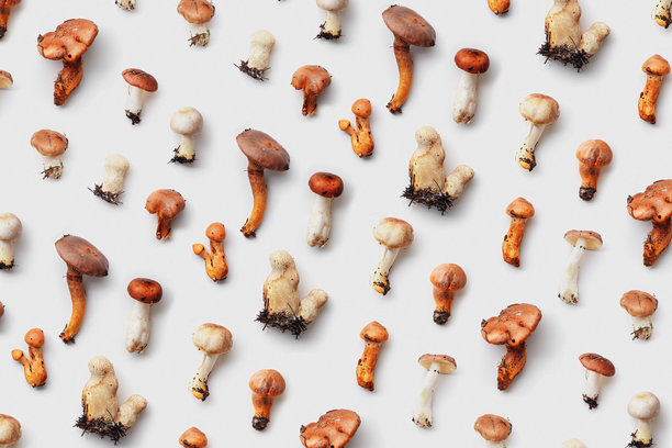 不同的不可食用野生蘑菇在白色背景上的极简风格图案。美学俯视照片，秋季森林毒蘑菇的静物，生动的土色，野生食材，自然之美。图片下载