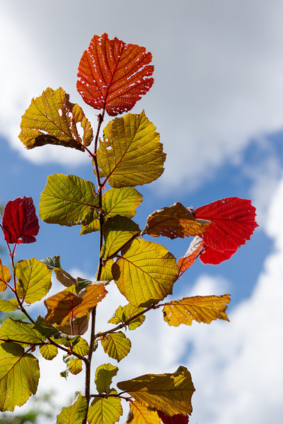 秋天的树叶在阳光照耀下，映衬着夏日蓝天的背景。竖版照片图片下载