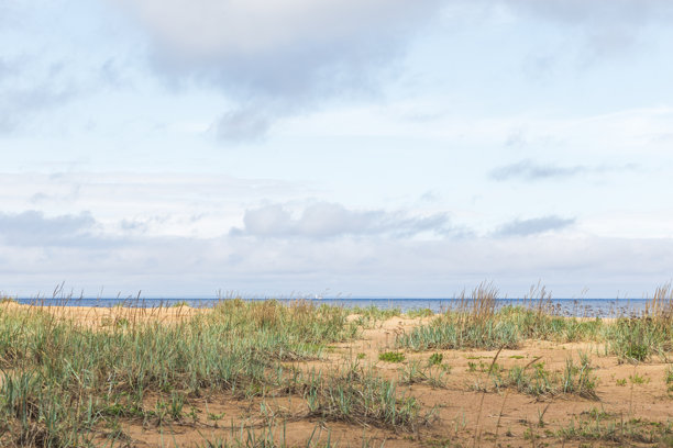 芬兰湾，海岸景观。沙滩风景照片，展现绿色的莎草。图片下载