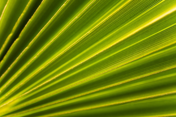 棕榈树叶特写宏观照片图片下载