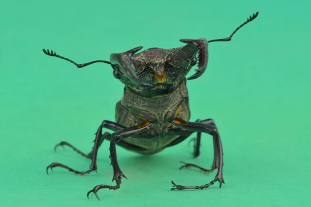 欧洲公鹿虫的特写照片，背景为绿色。欧洲公鹿虫，雄性。受威胁昆虫物种的概念。图片下载