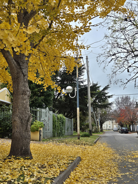 秋天的银杏树照片图片下载