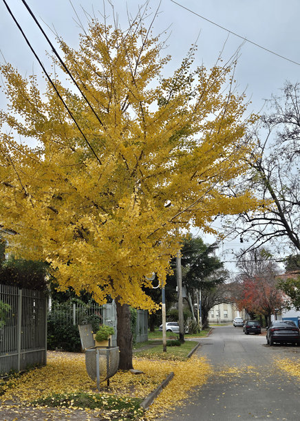 秋天的银杏树照片图片下载