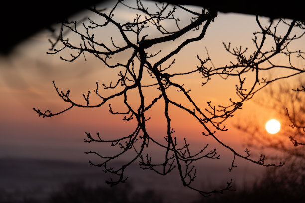 冬季橡树枝条和芽的剪影照片，背景是朦胧的日出。图片下载