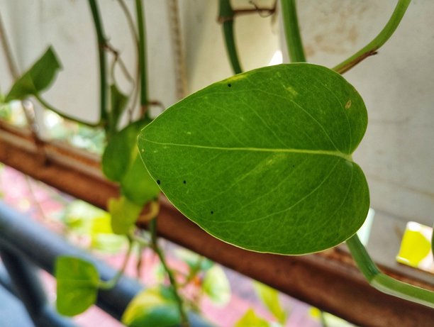 特写照片展示了呈爱心形状的绿色叶子图片下载