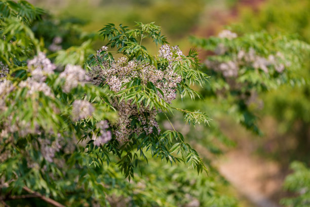 白色苦楝树（Melia azedarach）花朵在春天盛开特写照片图片下载