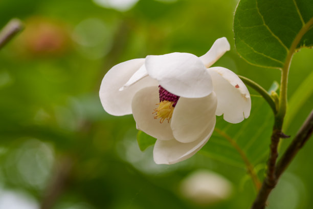 春天盛开的白色韩国山木兰（Magnolia sieboldii K.Koch）花的特写照片图片下载