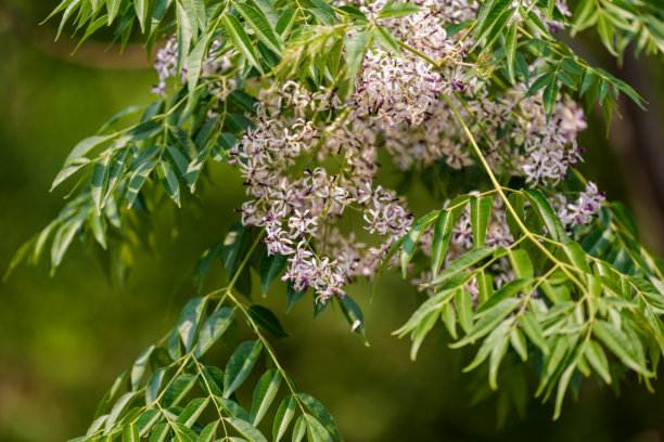 白色苦楝树（Melia azedarach）花朵在春天盛开特写照片图片下载