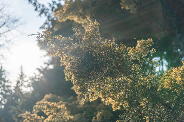 一张明亮、愉快的库存照片，展现了阳光透过树枝洒下斑驳光影的场景，传达出温暖、宜人的氛围，象征着成长、生命和时间的流逝。图片下载