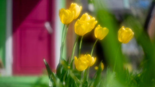 黄色郁金香在花园中盛开，形成了与柔和模糊背景（包括绿色墙壁和深红色门）形成鲜明对比的生动色彩展示，柔和的照片效果。图片下载