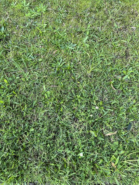 从上方拍摄的照片捕捉到一片密集的短牧草拼接，展示了丰富多样的绿色草坪物种共同生长，宛如自然草坪。图片下载