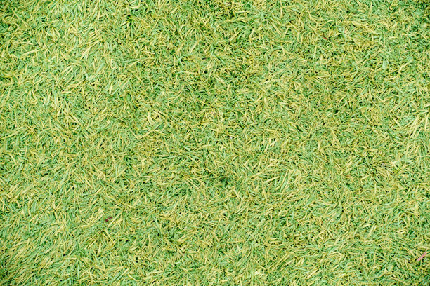 绿色草坪的照片。质感材料。图片下载