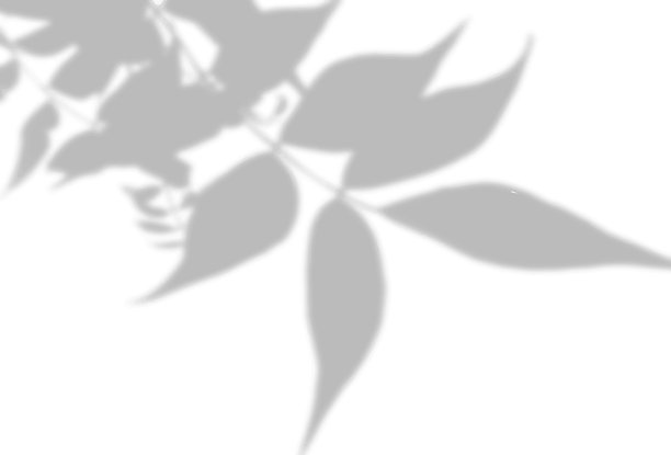 树叶在白色墙壁上的阴影。可用于叠加在照片或模型上的黑白图像。图片下载