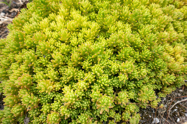 一张名为Hosoba-Garbanga僧侣的植物照片。多肉植物的图片。图片下载