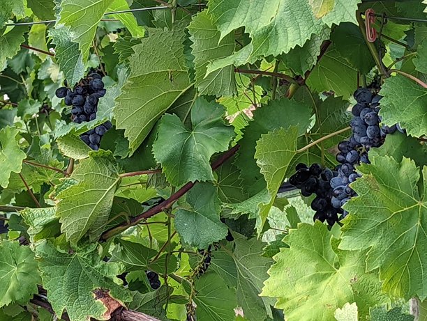 葡萄藤上生长的葡萄特写照片图片下载