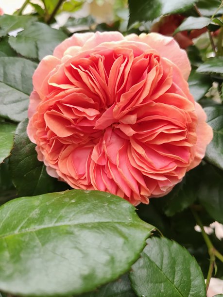 鲜艳的橙色玫瑰特写照片，周围环绕着绿色叶子，展现自然之美。图片下载