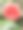 鲜艳的橙色玫瑰特写照片，周围环绕着绿色叶子，展现自然之美。图片下载