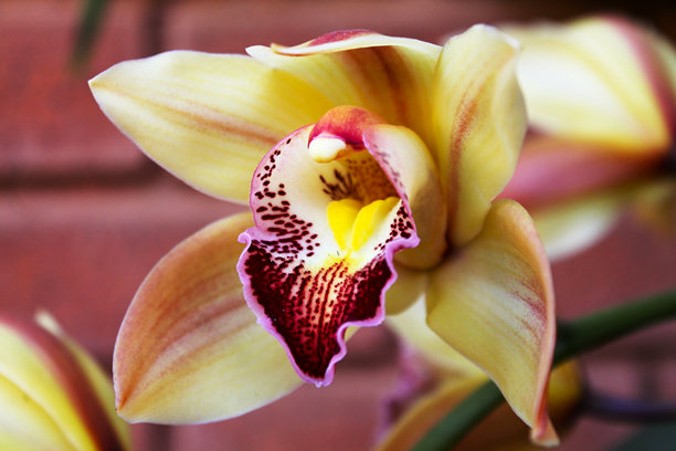 盛开的建兰花的特写照片，花瓣呈奶油黄色，带有深红色的花纹图片下载