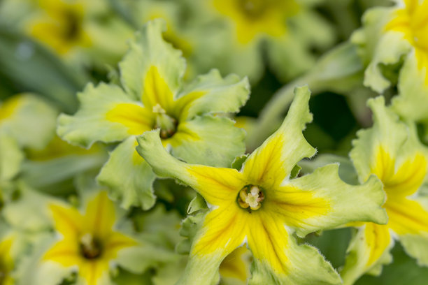 模糊背景中的黄绿色弗朗西斯卡报春花，周围还有模糊的花朵。色彩丰富的花卉照片。散景。特写。弗朗西斯卡。报春花。普通报春花。花园报春花。图片下载