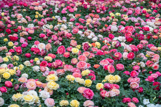 花园中各种玫瑰盛开的全景照片。图片下载
