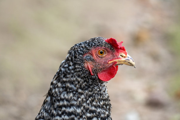 条纹普利茅斯岩母鸡的特写照片 高分辨率农场动物摄影图片下载