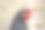 条纹普利茅斯岩母鸡的特写照片 高分辨率农场动物摄影图片下载