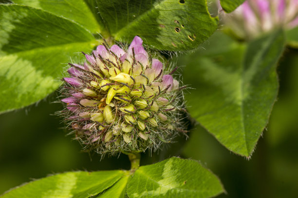 模糊背景中的三叶草花，带有高光和散景特效。特写。色彩丰富的花卉照片。自然光照。三叶草。红三叶草。图片下载