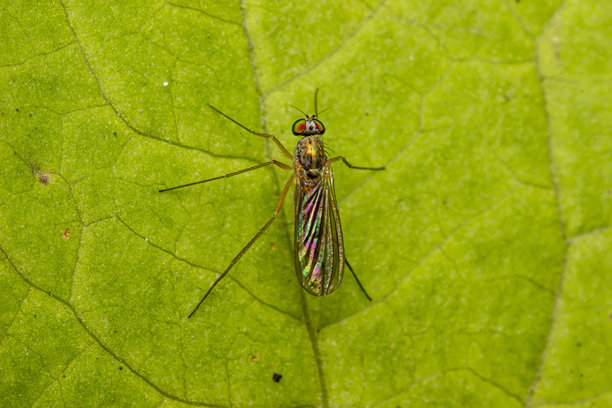 一只小型彩虹色的苍蝇，长腿特写。色彩丰富的微距摄影。散景。模糊背景。昆虫照片。苍蝇。长腿蝇属。长腿蝇科。图片下载