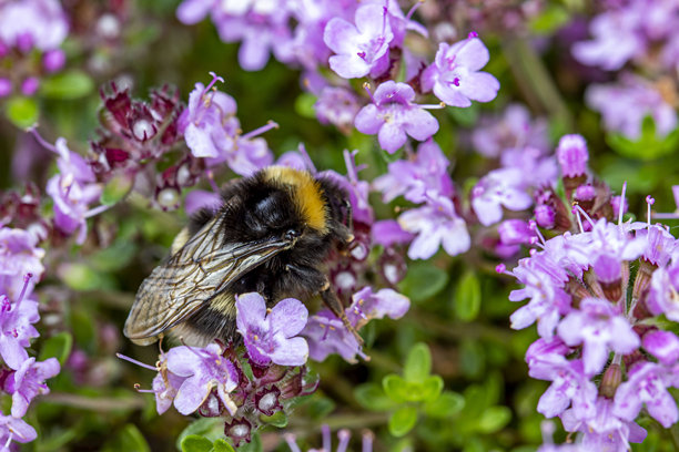 粉白色的百里香花。模糊的背景中有高光和散景。特写。色彩丰富的花卉照片。自然光照。百里香（Thymus serpyllum）。阿尔巴（Alba）。唇形科（Lamiaceae）。普通百里香（Thymus vulgaris）。百里香。图片下载
