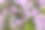 粉白色的百里香花。模糊的背景中有高光和散景。特写。色彩丰富的花卉照片。自然光照。百里香（Thymus serpyllum）。阿尔巴（Alba）。唇形科（Lamiaceae）。普通百里香（Thymus vulgaris）。百里香。图片下载
