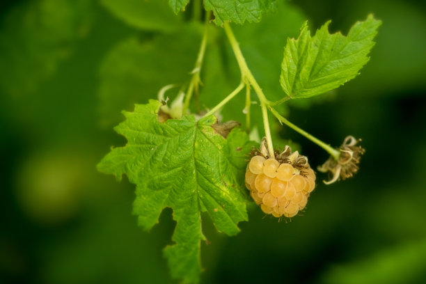 黄树莓的特写照片，生长在树枝上；Rubus Idaeus Var. Luteus图片下载