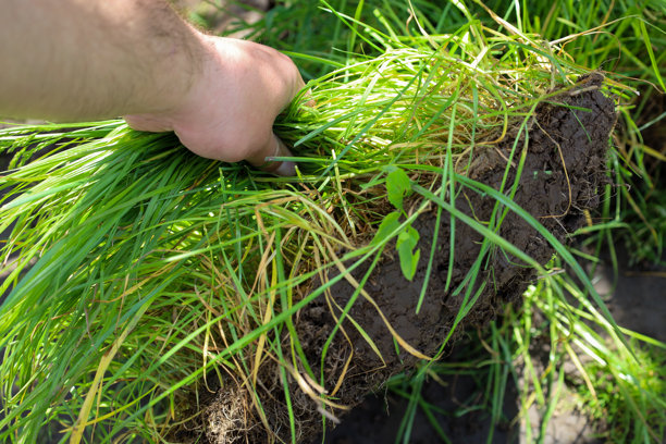 这张照片展示了一只手握着带有丰盛绿草和土壤的草皮，强调了种植或移植的过程。土壤和根系的细节为图像增添了真实性，象征着生长和植物护理。图片下载